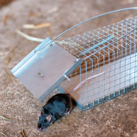 Piege A Rat, Attrape Souris Vivante Qui Capture Les Animaux
